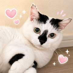 Chi-chan-