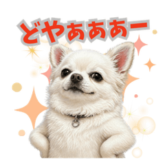 Cute Chihuahua daily chat stickers2026