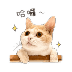 三隻小喵咪日常生活