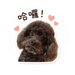 拿鐵可愛日常