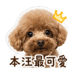 笨妮妮