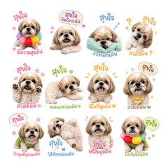 SUKJAI DOG DOG 01