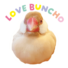 Everyday Java Sparrow BUNCHO