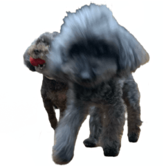 corochakosticker