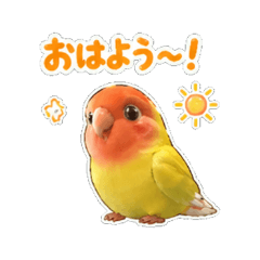 momo-chan - Daily Chat Stickers