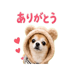 Leo Bear-Hoodie Chihuahua Stickers v7