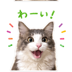 Hayashi Cat Stickers Vol.2