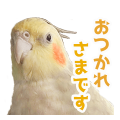 The Daily Life of Rikka the Cockatiel