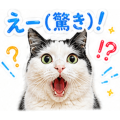 cutecat_20260430155526
