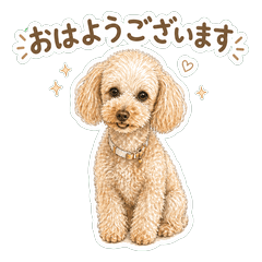 toy poodle Yume-chan