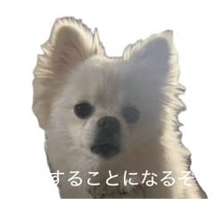 mofumofu_20260425161922
