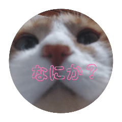 ayumi_20260430160830