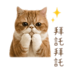 紅棗喵咪2.0