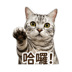臭豆腐回來啦I