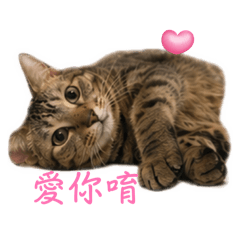 秘魯寶寶秘魯