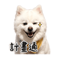 球球的小日常生活