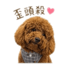 阿比豬
