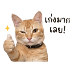 Dukdikk meaow