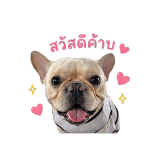 Taohuu Frenchie