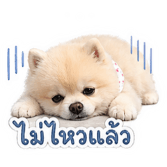 Loro kawaii dog