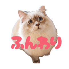 Nagi the elite cat. 1