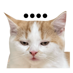 newlove cute cat