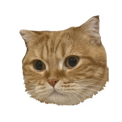 plasalmonmeow