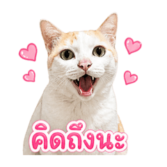 Money Chubby Cat