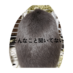 MAHIRO/HOMARI_20260430165526