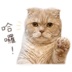 Momo的日常(´▽｀)