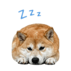 Duuu_2026wan chia
