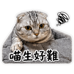 社畜喵在線中