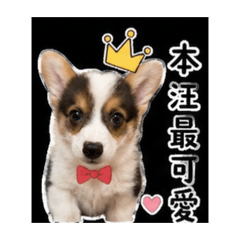 cute布丁