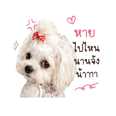 pingping_20260429172315