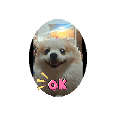 Pooch dog_20260430111059