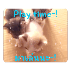 3 Sawasdee Kittens (+SoloDuo Edition)