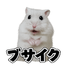 youpi_ham