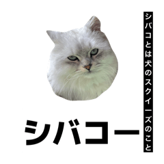 Pizzachi_no_20260430172057