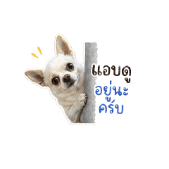 Sutatip Tuypun_20260429233809