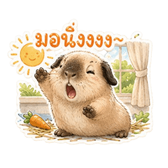 Ma-phrao guinea pig