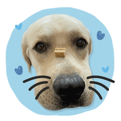 Labrador_BokBok