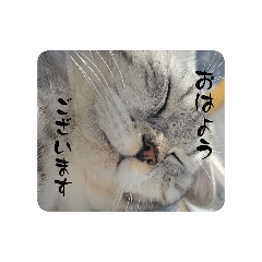 mojo_20260429230209
