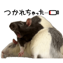 fancy rat_20260429230605
