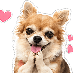 LK-Chihuahua