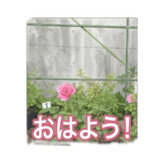Yoshie_202640