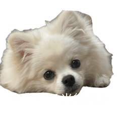 mofumofu_20260425170410