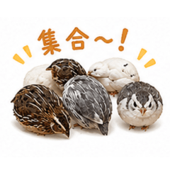 Fluffy Button Quail, Mochimaru II