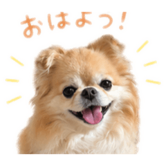 Lucky Paw_20260429230622