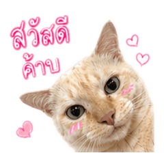 Baan Boonting