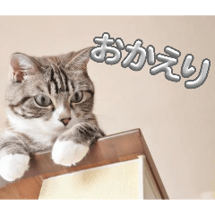 kisi_20260430003303
